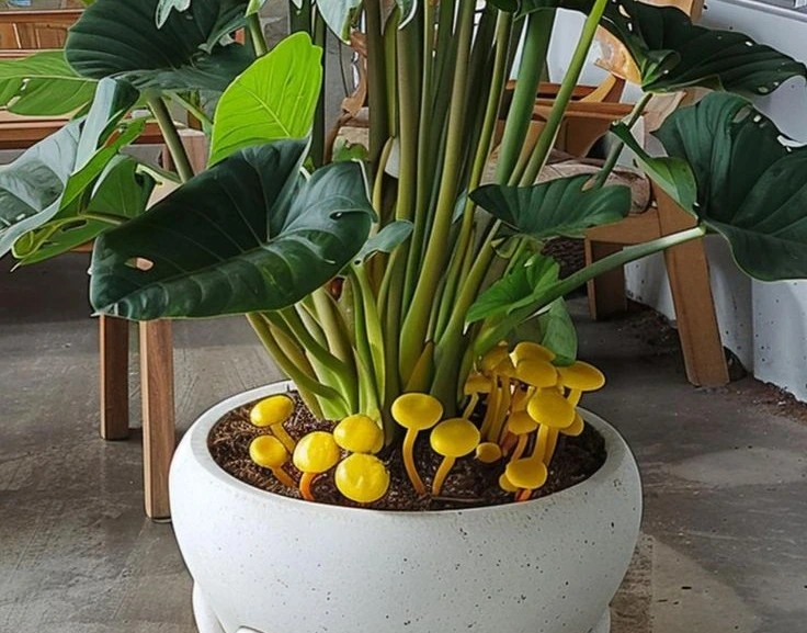 Mushroom Growing in Houseplant: Causes, Solutions, and Prevention