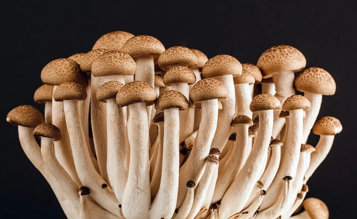 Ape Mushrooms