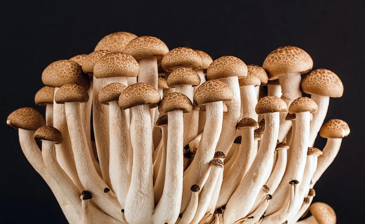 Ape Mushrooms: Another Powerful Option