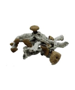 B Plus Mushroom Spores