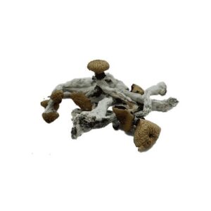 B Plus Mushroom Spores