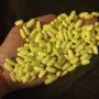 buy yellow xanax online