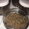 Changa DMT