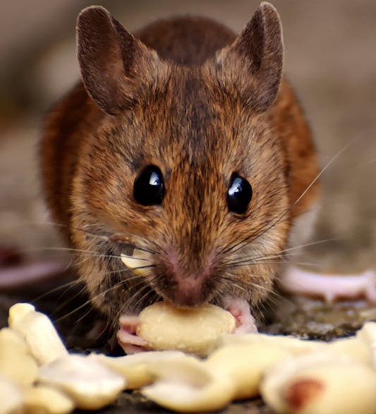 Do Marsh Rats Eat Mushrooms? A Comprehensive Look