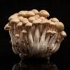 Golden Teacher mushroom spores
