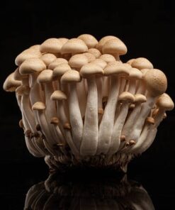 Golden Teacher mushroom spores