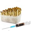 Golden Teacher Psilocybe Liquid Culture