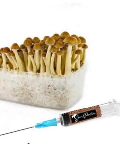 Golden Teacher Psilocybe Liquid Culture