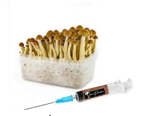 Golden Teacher Psilocybe Liquid Culture