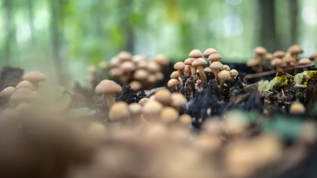 How to Legally Obtain Magic Mushroom Spores in California