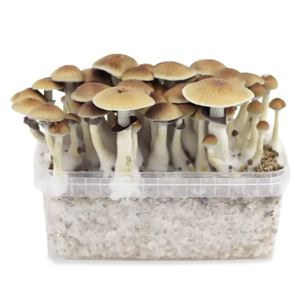 buy psilocybe cubensis b+ spores