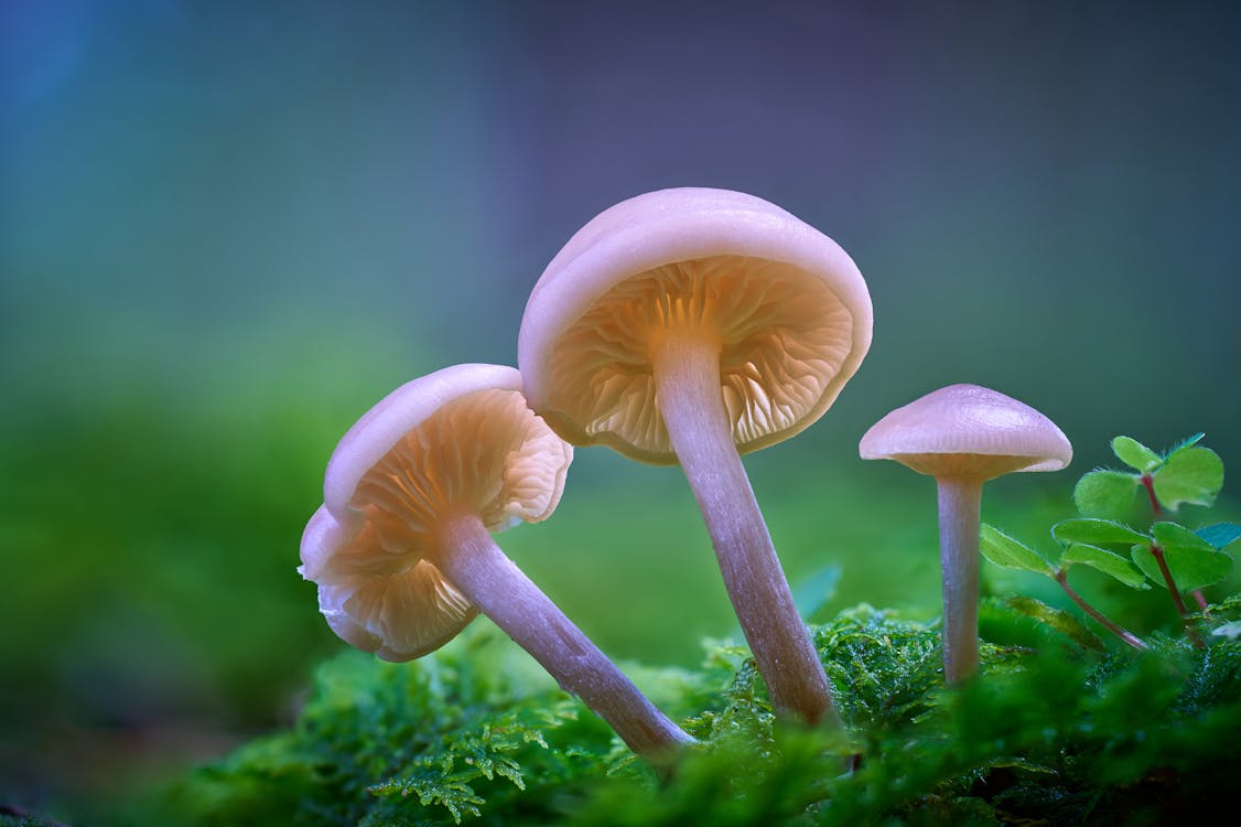 Where Can You Buy Psilocybin Mushrooms? Let’s Break It Down