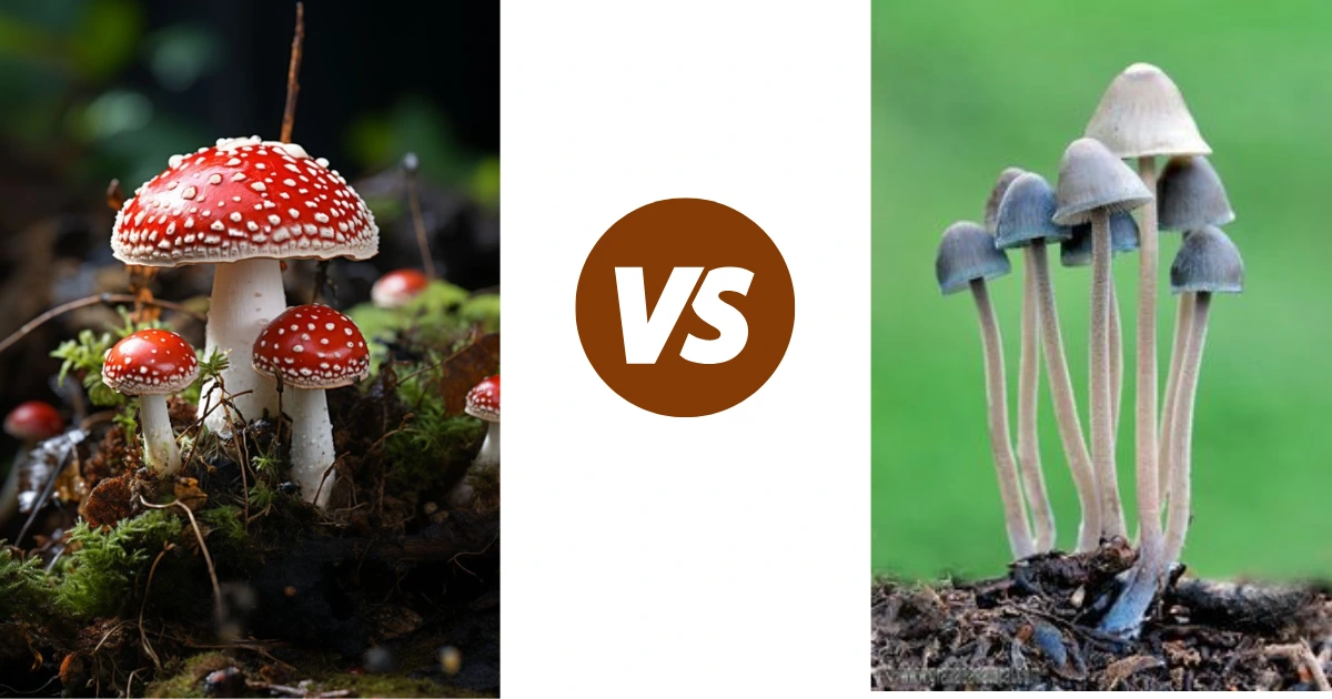 Amanita Muscaria vs Psilocybe: Comprehensive Comparison of Effects, Safety, and Uses