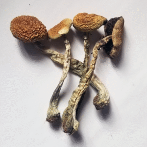 Psilocybe Cubensis Spores