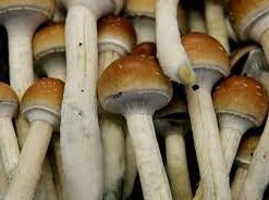buy albino penis envy mushrooms online