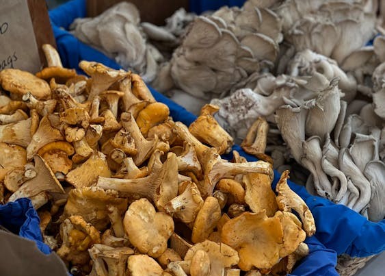 Dove Oyster vs Blue Oyster Mushrooms