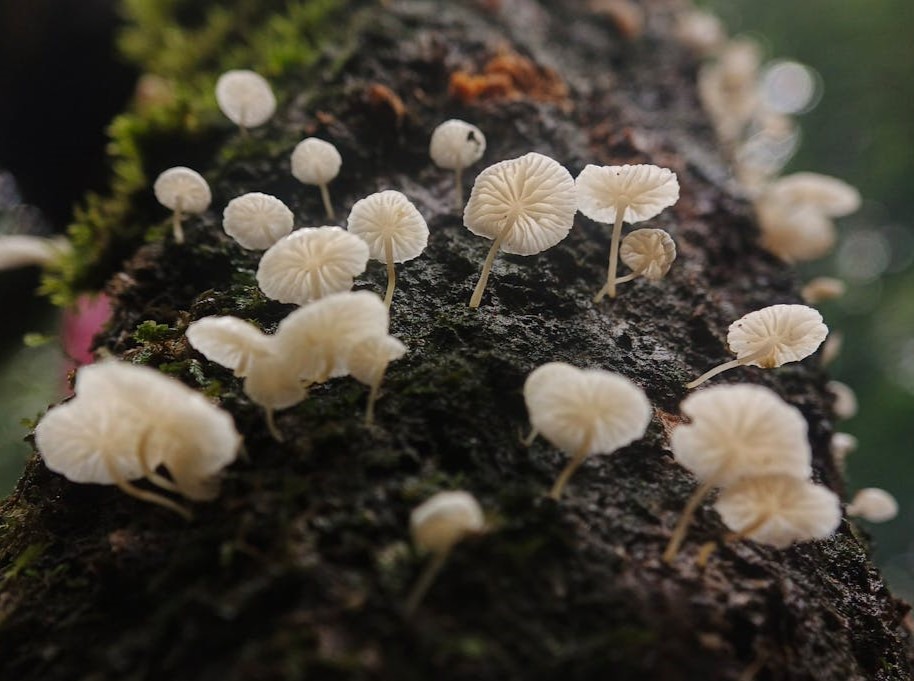 The Fascinating World of Mushrooms That Grow in Cow Poop
