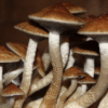 Golden Teachers
