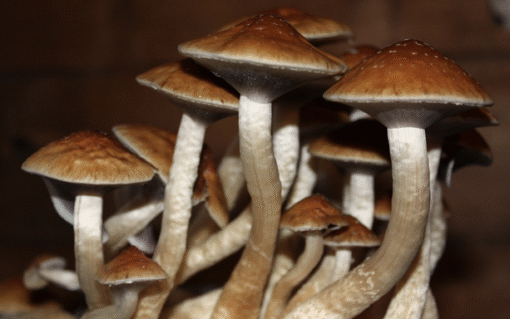 Golden Teachers