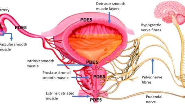 how tamsulosin works