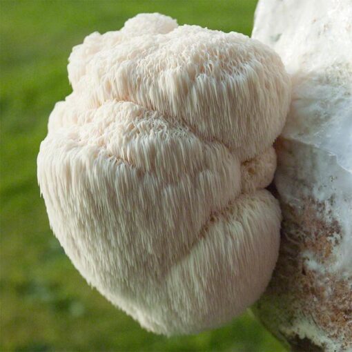 Lion’s Mane Mushroom